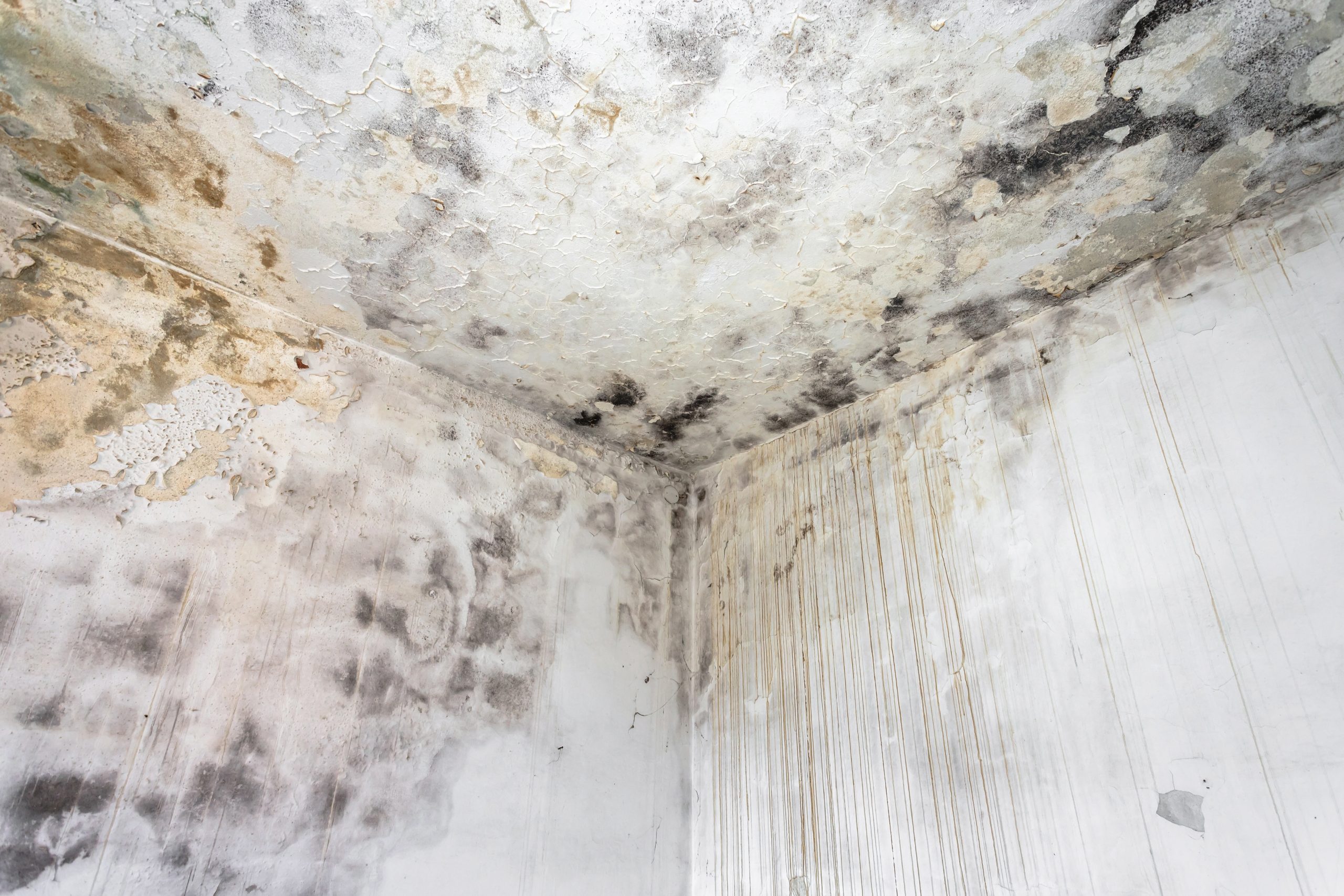 Black Mold