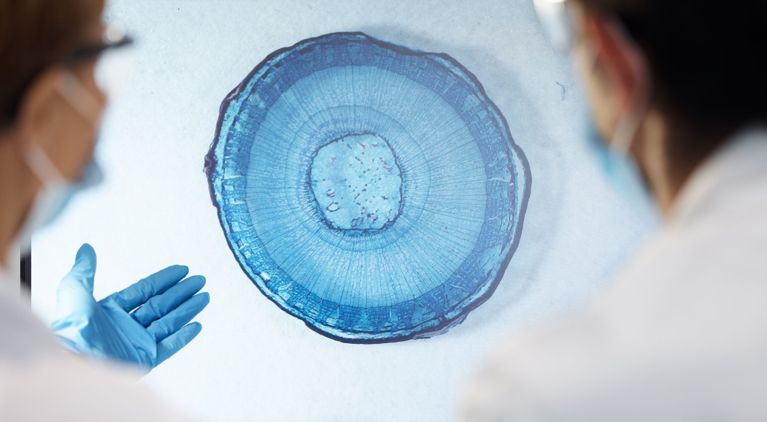 keamanan stem cell lavalen medica