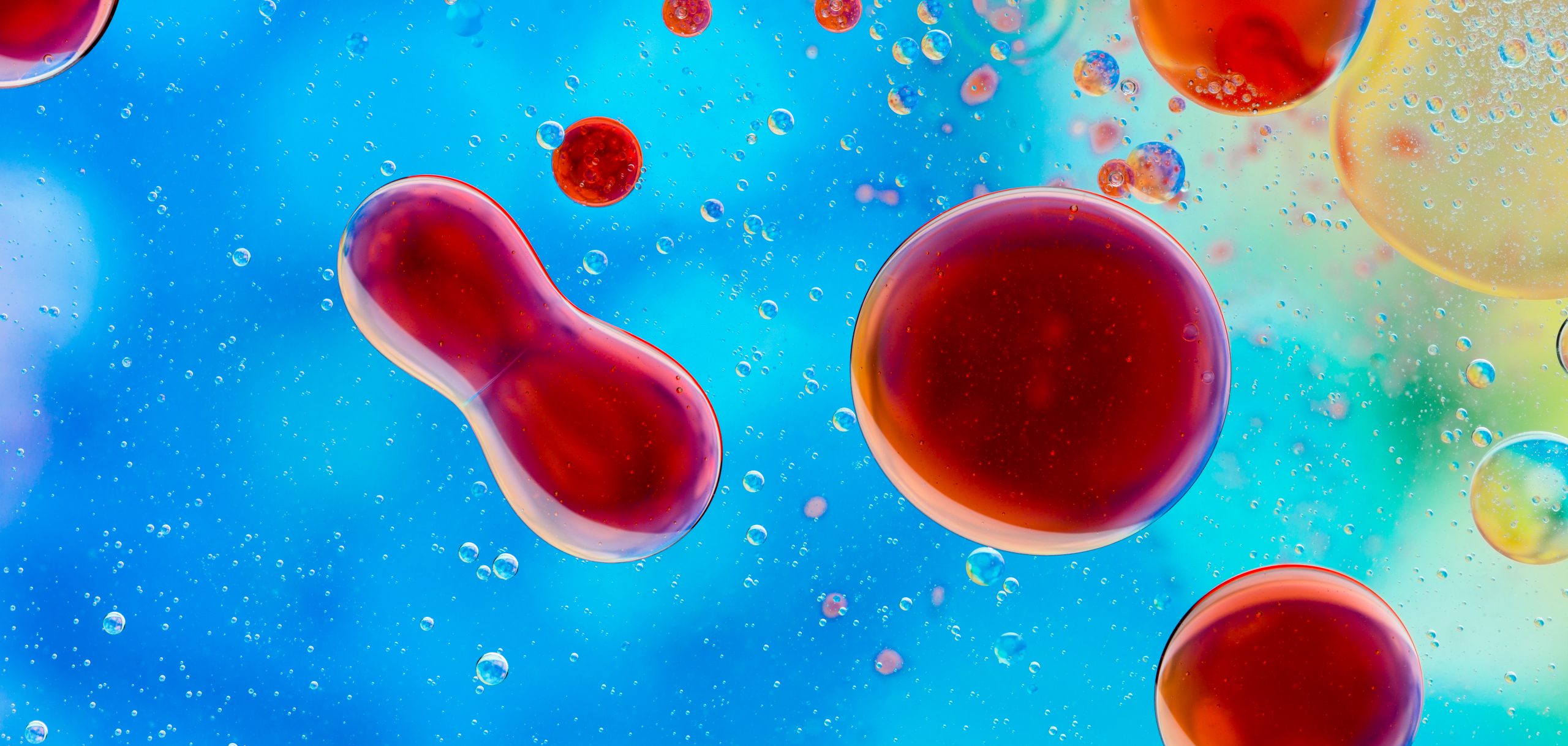 autologous stem cell adalah